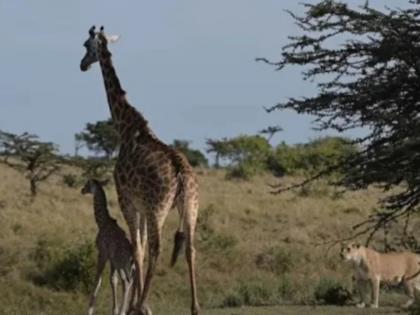 giraffe baby dies in lioness attack | सिंहीणीच्या जबड्यातून बाहेर काढलं पिल्लाला, पण शेवट त्या पिल्लाचा 'अशाप्रकारे' झाला अंत