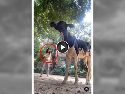 Viral video on social media Girl making Instagram reels cow gets angry then what happens will make you laugh | Video: मुलगी इन्स्टाग्राम रील बनवत असतानाच गाय संतापली, मग पुढे जे झालं...