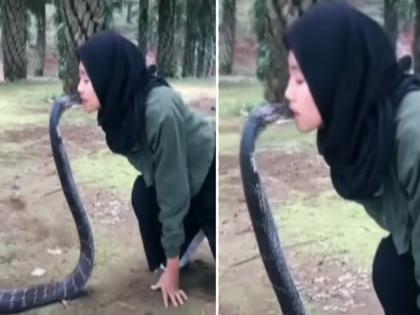 Girl kissed dangerous King Cobra with her lips video goes viral on social media | Video: तरूणीने खतरनाक किंग कोब्राला आपल्या ओठांनी केलं किस, बघा पुढे काय झालं!