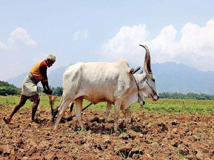 When will the 'MSP' of Kharif crops be announced? The process of 'CACP' is completed before March 31 | खरीप पिकांची ‘एमएसपी’ जाहीर करणार कधी? ‘सीएसीपी’ची प्रक्रिया ३१ मार्चपूर्वीच पूर्ण