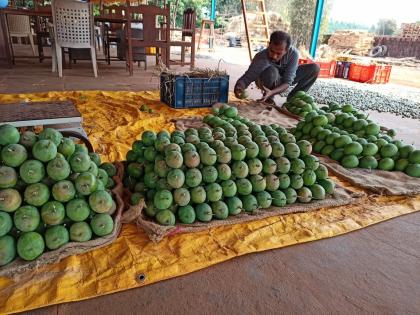 Farmers in Konkan are in trouble due to adulteration of Hapus in the market, restrictions on sales and falling prices | हापूसची बाजारातील भेसळ, विक्रीतील निर्बंध आणि घसरलेल्या भावामुळे कोकणातील शेतकरी अडचणीत!