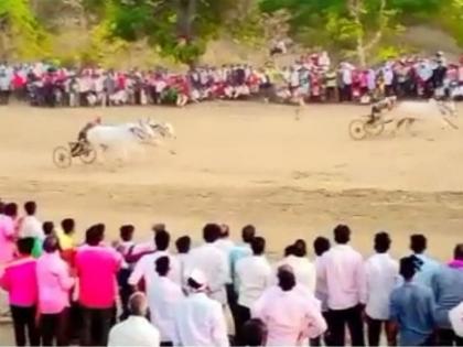 after the long gap of six years bullock cart race flew in navegaon bandh | सहा वर्षांनंतर उडाला बैलगाडी शर्यतीचा धुरळा; १०८ बैलजोड्यांचा समावेश