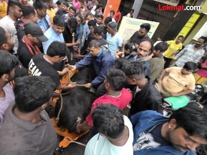 pune news Pregnant cow finally rescued after ten hours In a slum on Tadiwala Road | १० तास शर्थीचे प्रयत्न! अखेर गरोदर गोमातेची सुटका; व्हिडिओ व्हायरल pune news Pregnant cow finally rescued after ten hours In a slum on Tadiwala Road | १० तास शर्थीचे प्रयत्न! अखेर गरोदर गोमातेची सुटका; व्हिडिओ व्हायरल