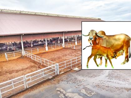 Baramati Cow School Project is an important project launched for the improvement and conservation of indigenous cattle breed | देशी ‘गोवंश संवर्धन’ करणारी गोशाळा!, बारामतीत भारतातील पहिलाच प्रकल्प Baramati Cow School Project is an important project launched for the improvement and conservation of indigenous cattle breed | देशी ‘गोवंश संवर्धन’ करणारी गोशाळा!, बारामतीत भारतातील पहिलाच प्रकल्प