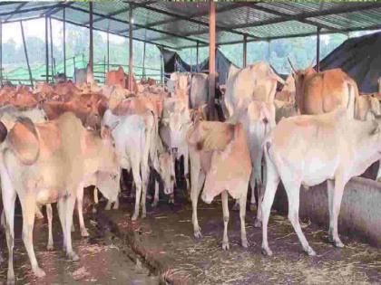 Crooked plot of cow shala bandh in Lotte, Allegation of Bhagwan Kekare | लोटेतील गो-शाळा बंदचा कुटिल डाव, भगवान काेकरेंचा आरोप