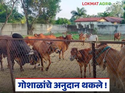 Latest News Goshala Anudan No subsidy for cowsheds for six months in nashik district | गाईचा रोजचा खर्च दोनशे रुपये, शिवाय उत्पन्नही नाही, गोशाळा अनुदानाचं काय झालं? Latest News Goshala Anudan No subsidy for cowsheds for six months in nashik district | गाईचा रोजचा खर्च दोनशे रुपये, शिवाय उत्पन्नही नाही, गोशाळा अनुदानाचं काय झालं?