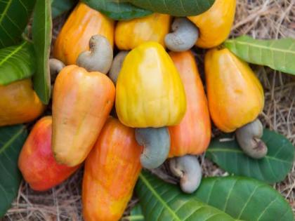 25 thousand 800 tons cashew production in the state this year increase in production | राज्यात यंदा २५ हजार ८०० टन काजू उत्पादन; उत्पादनात वाढ, विविध योजनांचा परिणाम