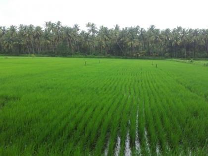 rain stalks how will the agriculture concern among farmers | पावसाची दांडी, शेतीचे कसे होणार? शेतकऱ्यांमध्ये चिंता