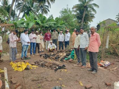 Kolhapur: चंदुरात भटक्या कुत्र्यांचा बकऱ्यांवर हल्ला, डालग्यात घुसून ३४ पिल्लांचा पाडला फडशा 