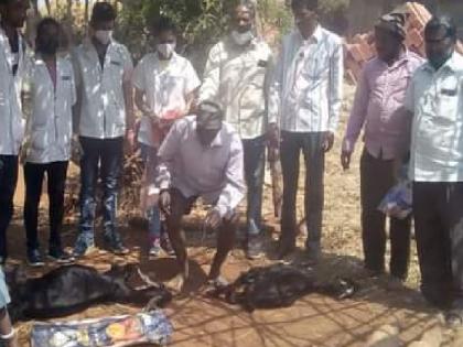 20 goats die of unknown disease at Dhangarwada of Bokya in Radhanagari taluka | राधानगरी तालुक्यातील बोक्याचा धनगरवाडा येथे अज्ञात रोगाने २० शेळ्यांचा मृत्यू