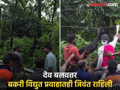 A goat jumped from a container carrying goats from Goa to Gujarat and survived despite getting stuck on an electric wire | Sindhudurg: आश्चर्यजनक! कंटेनरमधून उडी मारली अन् वीजतारेवर अडकली, तरीही बकरी जिवंत राहिली A goat jumped from a container carrying goats from Goa to Gujarat and survived despite getting stuck on an electric wire | Sindhudurg: आश्चर्यजनक! कंटेनरमधून उडी मारली अन् वीजतारेवर अडकली, तरीही बकरी जिवंत राहिली