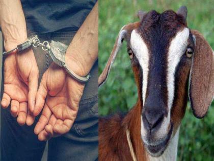 21 goat smugglers arrested Kisses tied from Mumbra | गुदामातून २१ बोकड पळविणारा ताब्यात; मुंब्रामधून बांधल्या मुसक्या