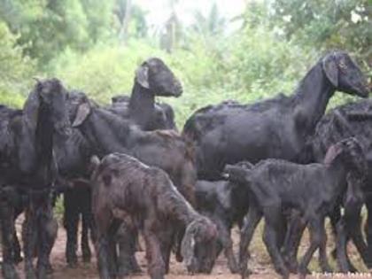 Five goats killed in wolf attack; Incidents in Shevgaon taluka | लांडग्यांच्या हल्ल्यात पाच शेळ्या ठार; शेवगाव तालुक्यातील घटना