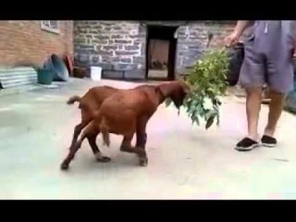 Rare case! The goat has one head, two bodies and eight legs | नवलच! बकरीला एक डोके, दोन धड आणि आठ पाय