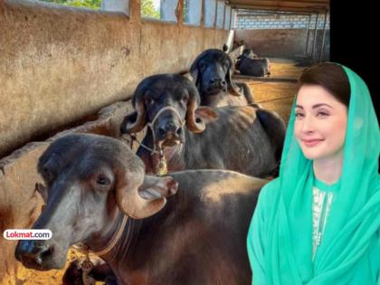 कंगाल पाकिस्तानात जनावरांवरही ‘गोबर टॅक्स’! आपल्याच देशातल्या गोरगरीबांनाही सोडलं नाही... - Marathi News | In poor Pakistan, even animals are taxed with 'dung tax'! Even the poor in our own country are not spared... | Latest international News at Lokmat.com