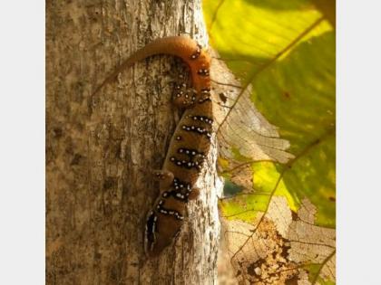 Rare gecko lizard found in Gondsavaric in bhandara dist | गोंडसावरीत आढळला दुर्मीळ 'गेको सरडा, वन्यप्रेमींमध्ये उत्साह