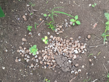 Snails destroyed soybeans on hundreds of acres, farmers were left empty-handed despite planting Tibar | गोगलगायने शेकडो एकरवरील सोयाबीन केलं फस्त, तिबार पेरणी करूनही शेतकऱ्यांचे हात रिकामे