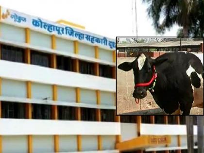 Kolhapur District Co-operative Milk Producers Union (Gokul) hiked the purchase price of cow milk | 'गोकुळ'कडून शेतकऱ्यांना गणेशोत्सवाची भेट, गाय दूध खरेदी दरात केली वाढ