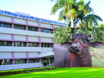 Gokul Dudh Sangh will give 40,000 subsidy for the purchase of buffalo from abroad | Kolhapur: परराज्यातील म्हैस खरेदीसाठी ‘गोकुळ’चे ४० हजार अनुदान