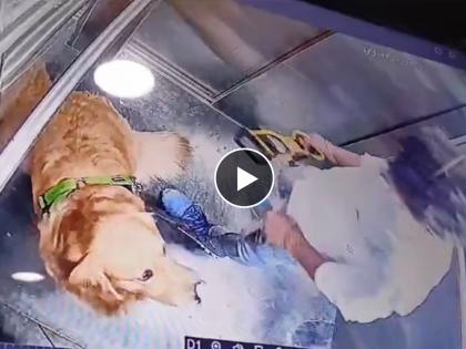 viral video of a golden retriever attacked by man in society lift video was caught in cctv camera vieo goes viral on social media | लिफ्टमध्ये श्वानाला अमानुष मारहाण; CCTV ने केली पोलखोल, नेटकऱ्यांमध्ये संताप