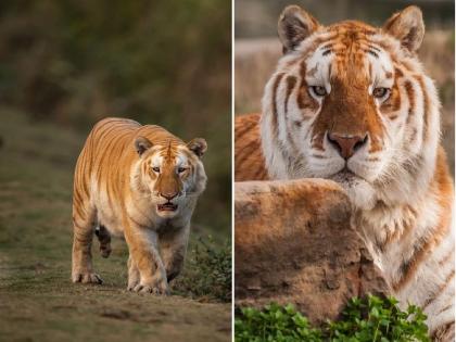 Rare golden tiger spotted in Kaziranga National Park; Chief Minister shared the photo | काझीरंगा राष्ट्रीय उद्यानात दिसला दुर्मिळ सोनेरी वाघ; मुख्यमंत्र्यांनी शेअर केला फोटो