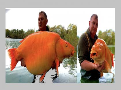 Fisherman caught the world's largest 'goldfish', weighing as much as 30 kg | मच्छीमाराने पकडली जगातील सर्वात मोठी 'गोल्डफिश', वजन तब्बल 30 किलो...