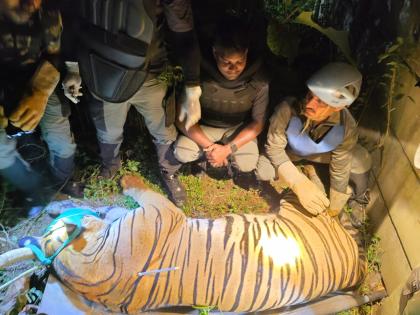 गोंदिया जिल्हाधिकारी कार्यालय परिसरात पट्टेदार वाघ, ३ तास चालली रेस्क्यू मोहीम