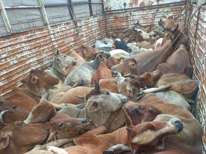 Animals going for slaughter in Telangana were caught in Vangepally | तेलंगणात कत्तलीसाठी जाणारी जनावरे वांगेपल्लीत पकडली