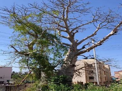 A huge Gorakh tree 400 years ago in Ratnagiri, What is the significance of this tree found in the tropics | रत्नागिरीत ४०० वर्षांपूर्वीचा महाकाय गोरख वृक्ष, उष्ण कटिबंधीय प्रदेशांत आढळणाऱ्या या वृक्षाचे महत्व काय?