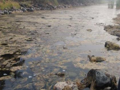 Infectious water in the Gorevada lake in Nagpur | नागपुरातील गोरेवाडा तलावात नाल्याचे दूषित पाणी