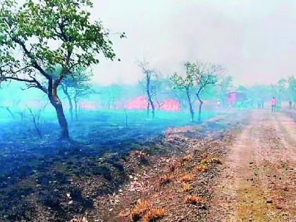 Fierce fire to 150 hectares of Gorewada forest burnt to ashes | गोरेवाड्यात आगीचे तांडव! १५० हेक्टर जंगल जळून खाक