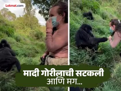 Male Gorilla pulls woman tourists hair female gorilla slaps by jealous watch video | शेवटी बायकोच ती! गोरीला महिलेचे केस ओढत होता, गोरीला मादीनं ‘अशी’ घडवली चांगलीच अद्दल Male Gorilla pulls woman tourists hair female gorilla slaps by jealous watch video | शेवटी बायकोच ती! गोरीला महिलेचे केस ओढत होता, गोरीला मादीनं ‘अशी’ घडवली चांगलीच अद्दल