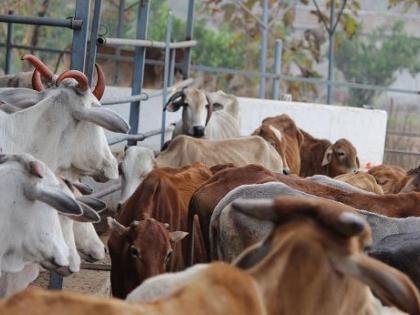 Establishment of four Govardhan Govansh Seva Kendra in Nagpur district | नागपूर जिल्ह्यात चार गोवर्धन गोवंश सेवा केंद्रांची होणार स्थापना