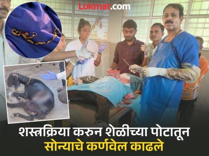 The golden cornflower swallowed by the goats was torn open and taken out in miraj sangli | Sangli: शेळ्यांनी सोन्याचे कर्णवेल गिळले, डॉक्टरांनी पोट फाडून बाहरे काढले The golden cornflower swallowed by the goats was torn open and taken out in miraj sangli | Sangli: शेळ्यांनी सोन्याचे कर्णवेल गिळले, डॉक्टरांनी पोट फाडून बाहरे काढले