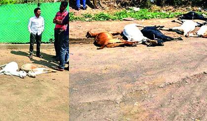 Death of 12 goats at the same time in the forest of Akot taluka | अकोट तालुक्यातील पणज येथे एकाच वेळी १२ बकर्‍यांचा मृत्यू