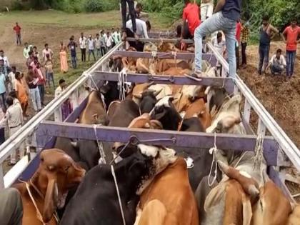 Amravati: Slaughter, smuggling stopped, 54 cows freed, crackdown on illegal cattle traffic | Amravati: कत्तल, तस्करी रोखली, ५४ गोवंशांची मुक्तता, अवैध गोवंश वाहतुकीवर कारवाई