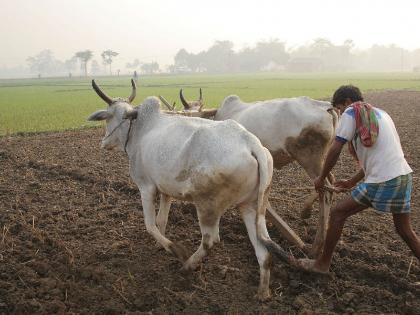 Aggrieved about the debt waiver scheme, the confusion of the farmers increased, the convincing answer from the government ..! | कर्जमाफी योजनेबाबत शेतकºयांचा संभ्रम वाढला,  शासनाकडून ठोस असे उत्तर मिळेना..!