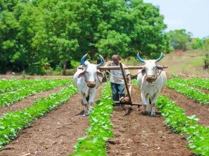 ...then farmers will go on the blacklist and will not get the benefits of any scheme for five years | ...तर शेतकरी जातील काळ्या यादीत अन् पाच वर्षे मिळणार नाही कोणत्याच योजनेचा लाभ ...then farmers will go on the blacklist and will not get the benefits of any scheme for five years | ...तर शेतकरी जातील काळ्या यादीत अन् पाच वर्षे मिळणार नाही कोणत्याच योजनेचा लाभ