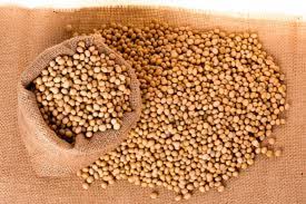  Government soybean purchases are uncertain | शासकीय सोयाबीन खरेदी अनिश्चित