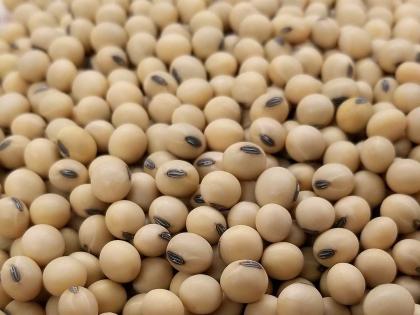 Soybean producers lose Rs.1100 per acre | सोयाबीन उत्पादक एकरी ११०० रुपयांनी तोट्यात Soybean producers lose Rs.1100 per acre | सोयाबीन उत्पादक एकरी ११०० रुपयांनी तोट्यात