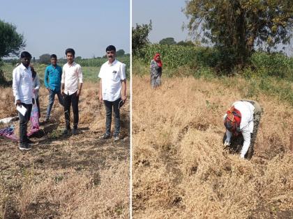 Even under adverse conditions Baliraja did not lose; 15 quintal gram production per acre | प्रतिकूल परिस्थितीतही बळीराजा हरला नाही; एक एकरात घेतले १५ क्विंटल हरभरा उत्पादन