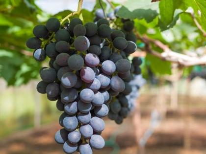 Big news; Grape exports to the state are increasing; Exports of one million tonnes of grapes so far | मोठी बातमी; राज्यातील द्राक्ष निर्यात वाढतेय; आतापर्यंत सव्वालाख टन द्राक्ष निर्यात