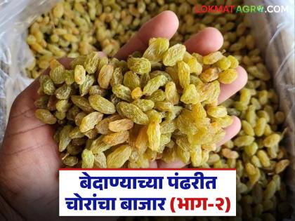 Smuggling is a major problem for farmers; 5,000 tons of raisins imported due to unbridled management | तस्करी करण्याचा पायंडा शेतकऱ्यांच्या मुळावर; बेलगाम कारभाराने ५ हजार टन बेदाण्याची आयात Smuggling is a major problem for farmers; 5,000 tons of raisins imported due to unbridled management | तस्करी करण्याचा पायंडा शेतकऱ्यांच्या मुळावर; बेलगाम कारभाराने ५ हजार टन बेदाण्याची आयात