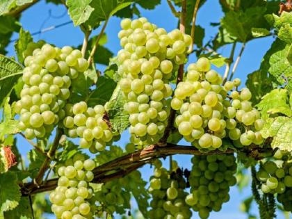 The humiliation of nature! Grapes growers in Krishi Pandhari Kadvanchi hit by Rs 50 crore | निसर्गाची अवकृपा ! कृषी पंढरी कडवंचीतील द्राक्ष उत्पादकांना बसला ५० कोटींचा फटका 