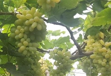 Untimely rains hit Grapes Garden | अवकाळी पावसाचा द्राक्षबागांना फटका