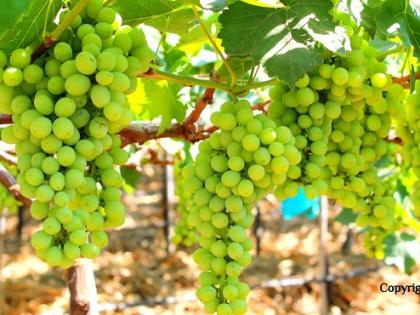  Two and a half crore rupees for grape growers | द्राक्ष उत्पादकांना अडीच कोटींचा गंडा