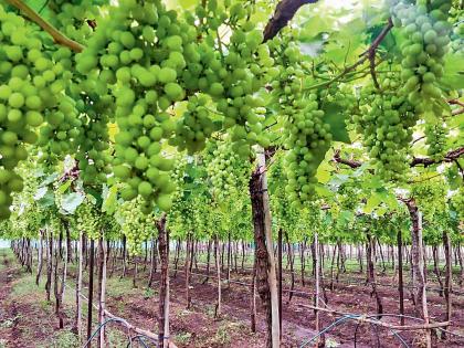 Grape exports to come in half; Return rain, weather conditions | द्राक्ष निर्यात येणार निम्म्यावर; परतीचा पाऊस, हवामानाचा फटका