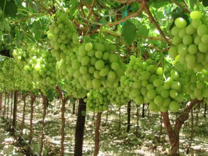 Heavy rains hit grape exports in the state | राज्यातील द्राक्ष निर्यातीला अतिवृष्टीचा फटका