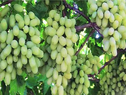 Will it rain for the next four months? Confusion among grape growers | पुढील चार महिने पाऊस पडणार? द्राक्ष उत्पादक शेतकऱ्यांमध्ये संभ्रम