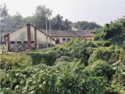 Government Teachers College surrounded by grass | शासकीय अध्यापक महाविद्यालयाला गवताचा वेढा Government Teachers College surrounded by grass | शासकीय अध्यापक महाविद्यालयाला गवताचा वेढा